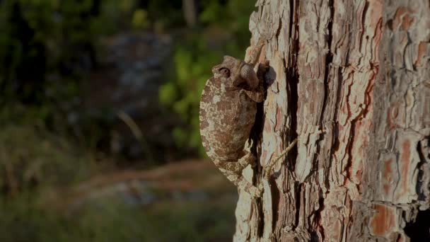 Camaleón en el árbol — Vídeos de Stock