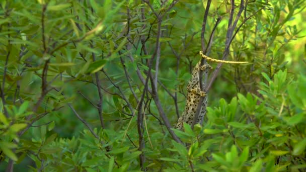Camaleão na árvore — Vídeo de Stock