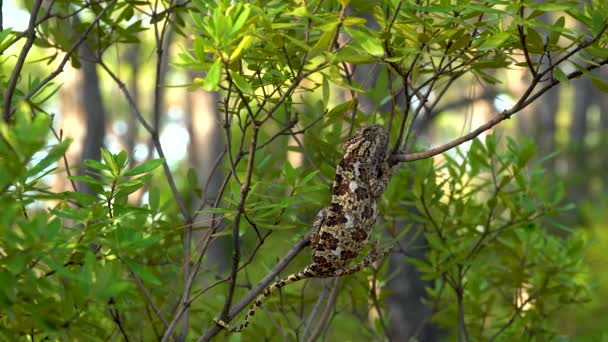 Chameleon on tree — Stock Video