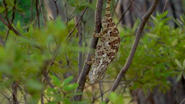 Kameleon na drzewo — Wideo stockowe