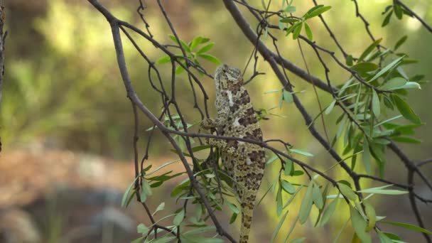 Camaleón en el árbol — Vídeos de Stock