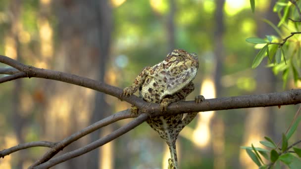 Chameleon na stromě