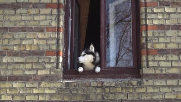 Pies zerka przez okno. — Wideo stockowe