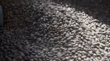 Roasting coffee beans at Roasting equipment
