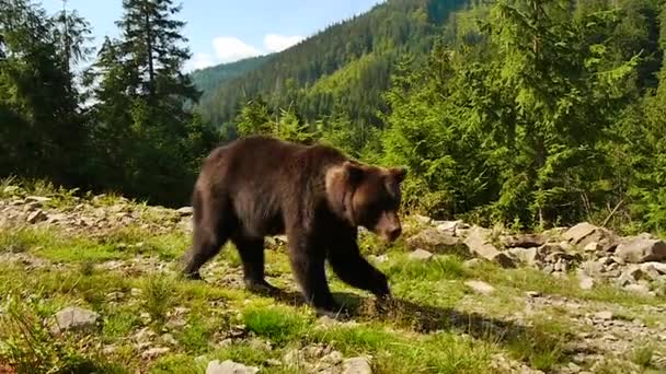 Urso castanho na taiga — Vídeo de Stock