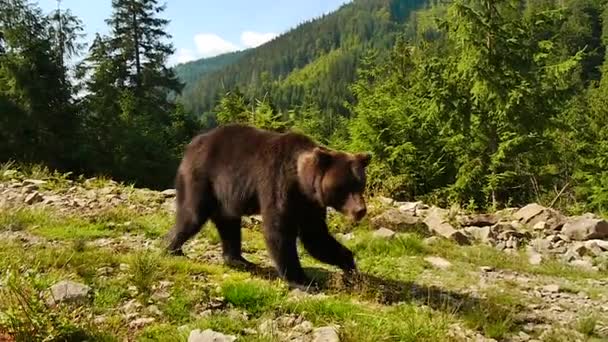 Bruine beer in de taiga — Stockvideo