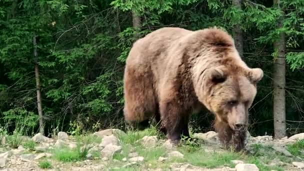 Wielki niedźwiedź brunatny w tajdze — Wideo stockowe