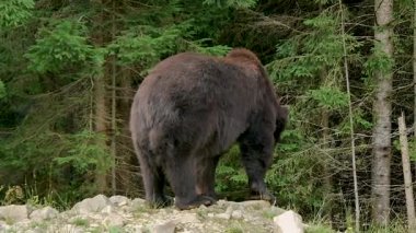 Big brown bear in the taiga