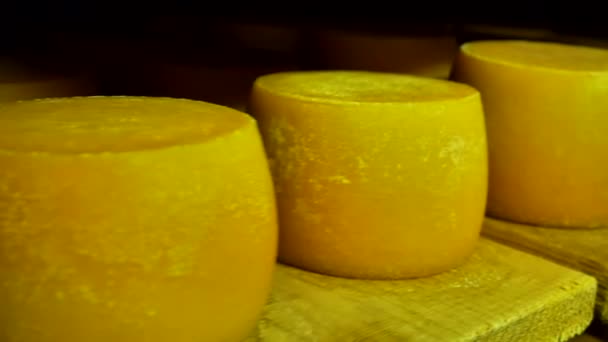 The cheese is stored on wooden shelves and left for maturation — Stockvideo