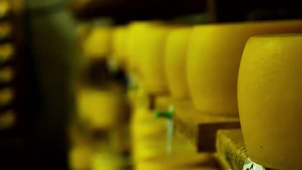 The cheese is stored on wooden shelves and left for maturation — Stockvideo