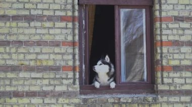 Köpek Pencereden Bakıyor