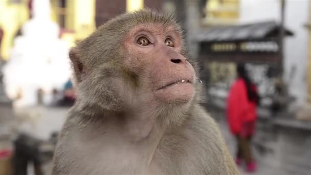 Mono de cerca — Vídeo de stock