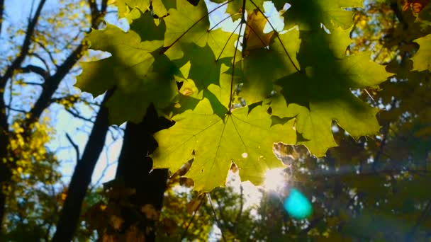 Los rayos dorados del sol del otoño iluminan el idílico bosque caducifolio — Vídeos de Stock