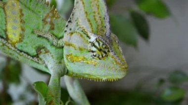 Bukalemun ağaç üzerinde