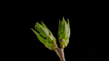 Yaprak Tomurcukları ile Ağaç Dalları