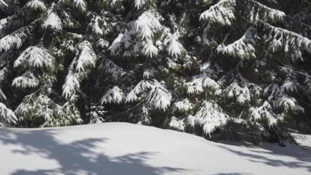 Un uomo con uno zaino cammina nella foresta invernale — Video Stock