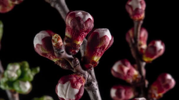 Flores brancas florescem em um ramo de árvore — Vídeo de Stock