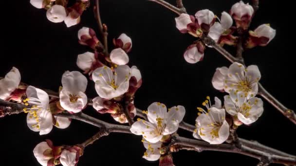 Weiße Blumen blühen auf einem Ast — Stockvideo