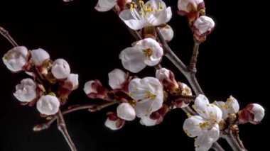 Ağaç dalında beyaz çiçekler açıyor.