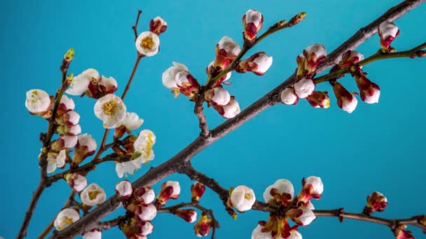 Witte Bloemen Bloei op een tak van de boom — Stockvideo