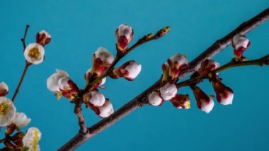 Ağaç dalında beyaz çiçekler açıyor.