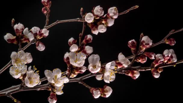 Weiße Blumen blühen auf einem Ast — Stockvideo