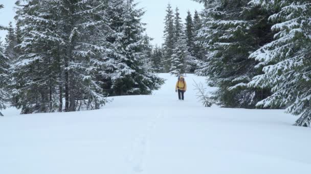 Hombre con mochila va en el bosque en invierno — Vídeos de Stock