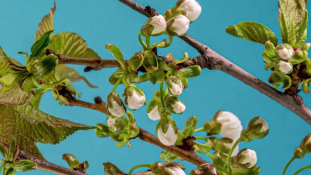 Blühender Apfelbaum im Zeitraffer auf blauem Hintergrund — Stockvideo