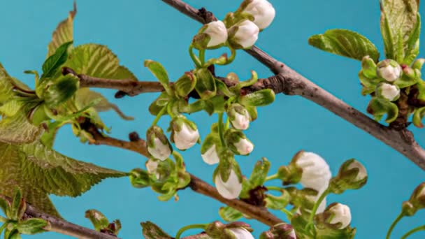 ( 영어 ) Apple-tree Time Lapse on Blue Background — 비디오