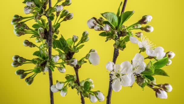 Blossoming apple-tree time lapse on yellow background — Stock Video