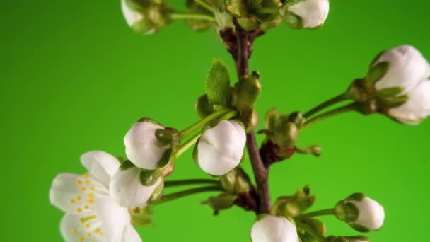 Kvetoucí jabloň-strom Time Lapse na zeleném pozadí — Stock video
