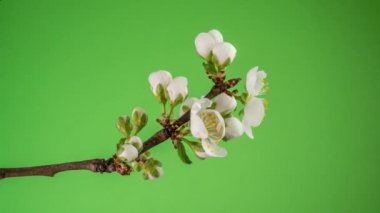 Yeşil Arkaplanda Gelişen Elma Ağacı Zamanaşımı