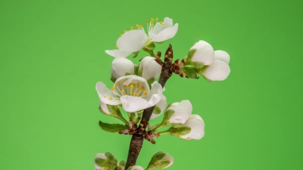 Blossoming Apple-árvore Time Lapse em fundo verde — Vídeo de Stock