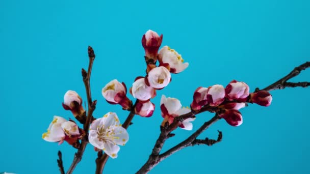 흰 살구 꽃 이나무 가지에 피다 — 비디오