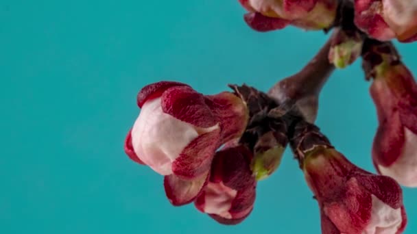 Flores de albaricoque blanco florecen en una rama de árbol — Vídeo de stock