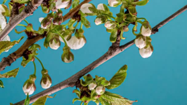 Blühender Apfelbaum im Zeitraffer auf blauem Hintergrund — Stockvideo