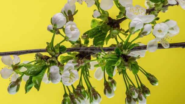 Blossoming apple-tree time lapse on yellow background — Stock Video