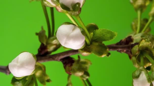 Квітучий проміжок часу яблуні на зеленому фоні — стокове відео