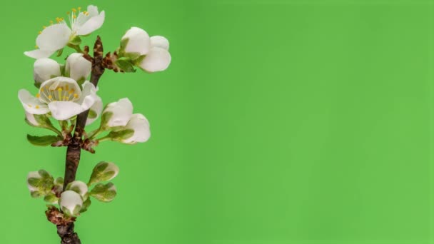 Kvetoucí jabloň-strom Time Lapse na zeleném pozadí