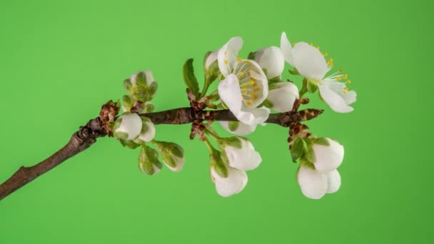 Blossoming Apple-árvore Time Lapse em fundo verde — Vídeo de Stock