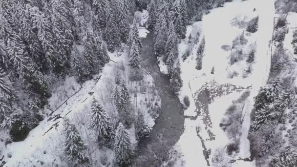 Vlucht over Winter Forest — Stockvideo