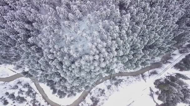 Vlucht over Winter Forest — Stockvideo