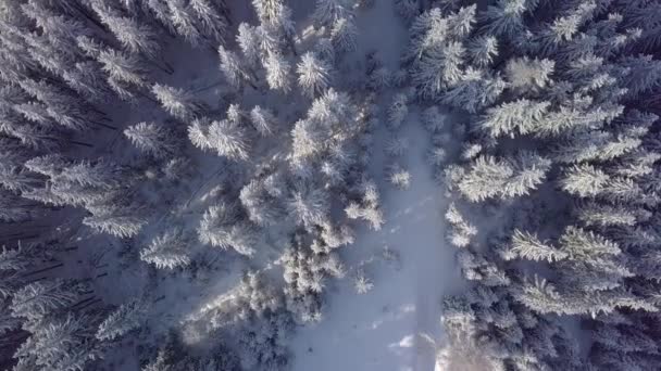얼어붙은 눈덮인 가문비나무 숲을 나는 공중 비행 — 비디오