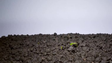 Fasulye tohumlarının filizlenmesi