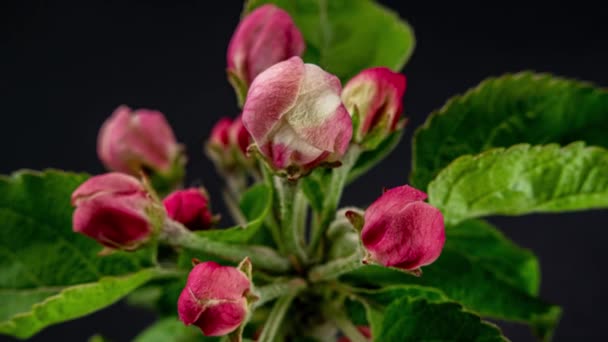 Siyah arkaplanda çiçek açan elma ağacı zaman aşımı — Stok video