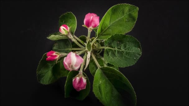 Blossoming apple-tree time lapse no fundo preto — Vídeo de Stock