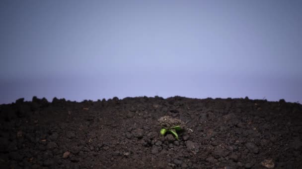 Planten tijd verstrijken, zonnebloempitten groeien uit de aarde — Stockvideo