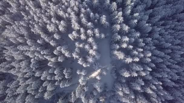 Luchtvliegen over bevroren besneeuwd sparrenbos — Stockvideo