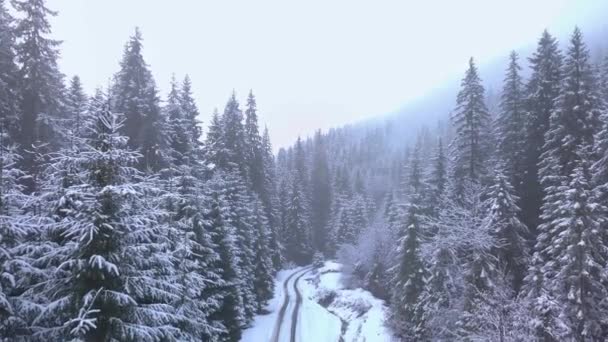 Flug über den Winterwald — Stockvideo