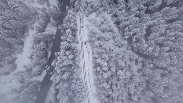 Vlucht over Winter Forest — Stockvideo